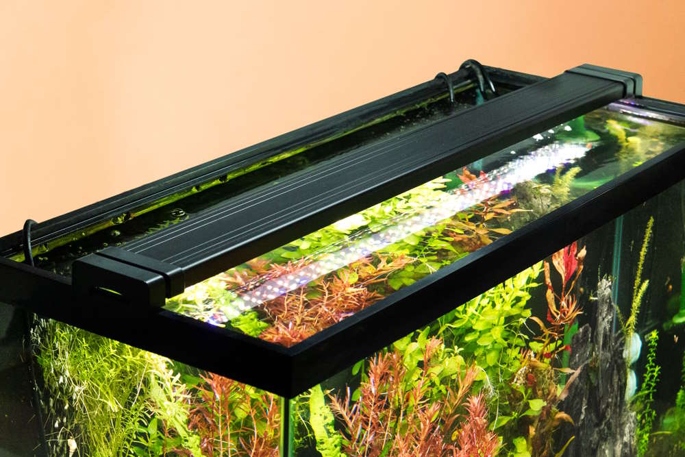 What is PAR? Lighting & Brightness Explained for Planted Tanks - Aquarium Co-Op