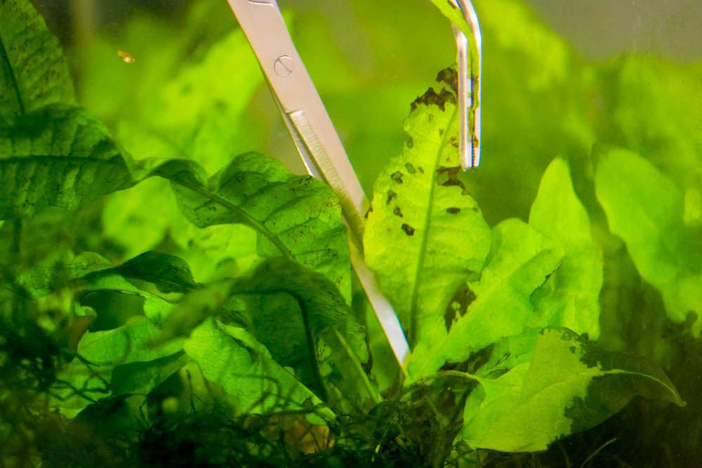 When Should I Dose Potassium in My Planted Aquarium? - Aquarium Co-Op