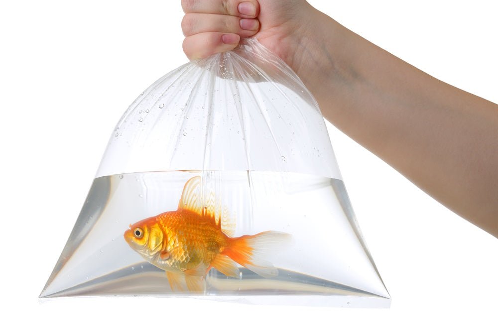 Where is the Best Place to Buy Live Aquarium Fish? - Aquarium Co-Op
