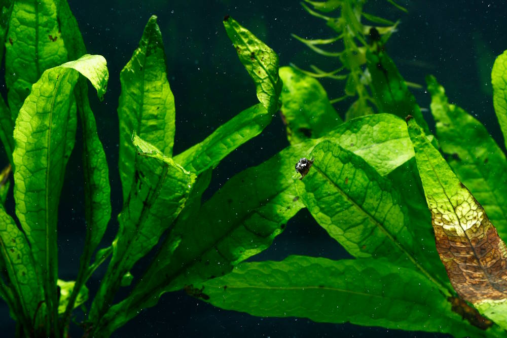 Why Do Aquarium Plants Melt? 7 Reasons for Dying, Melting Leaves - Aquarium Co-Op