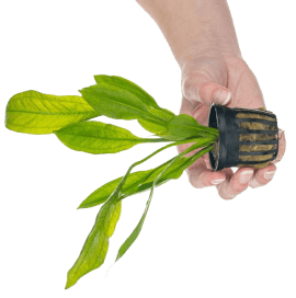 Plants - Aquarium Co-Op
