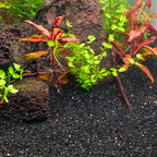 Activ Betta Bio - Activ Gravel (1 lb. bag) - Aquarium Co - Op