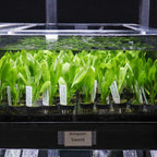 Amazon Sword - Aquarium Co - Op