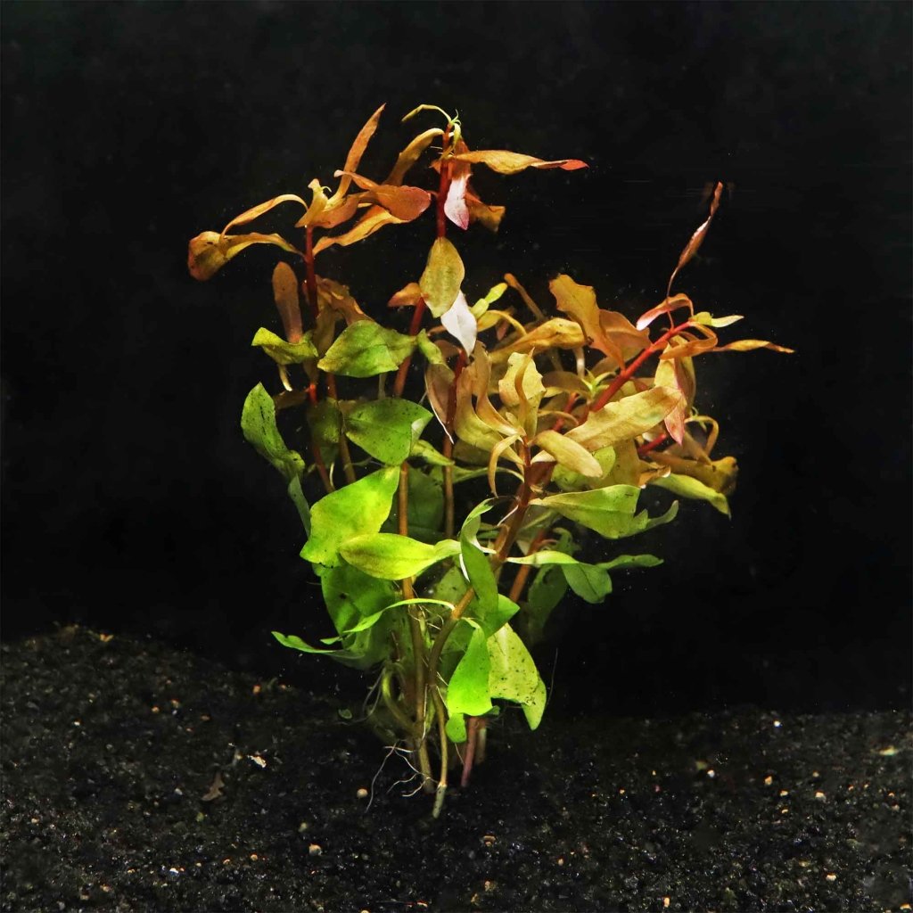Ammannia Gracilis - Aquarium Co - Op
