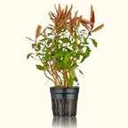 Ammannia Gracilis - Aquarium Co - Op
