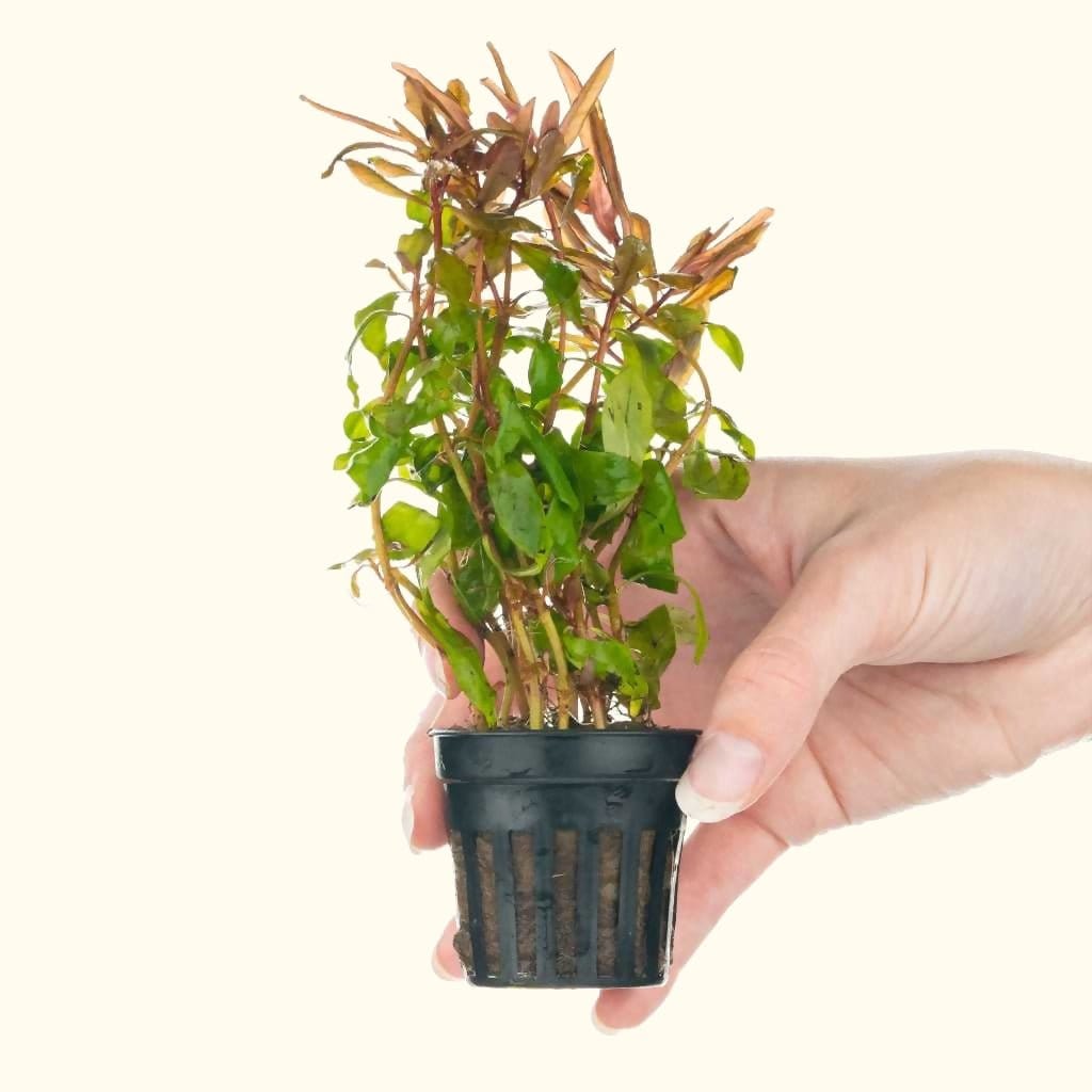 Ammannia Gracilis - Aquarium Co - Op