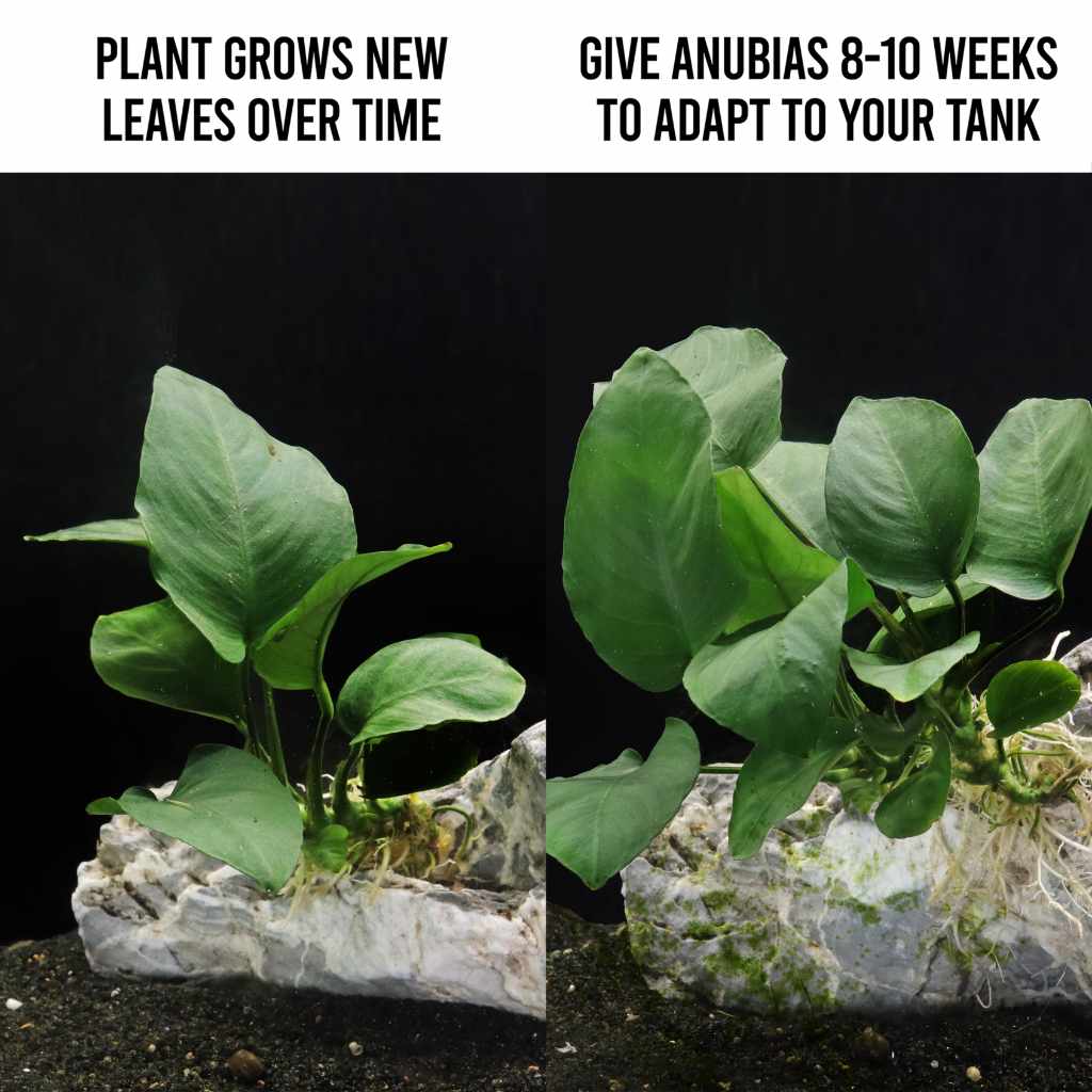 Anubias Barteri - Aquarium Co - Op