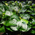 Anubias Barteri - Aquarium Co - Op