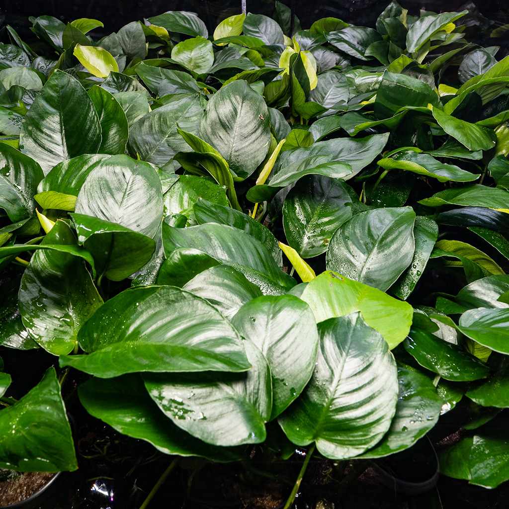Anubias Barteri - Aquarium Co - Op