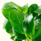 Anubias Barteri Nana Tissue Culture - Aquarium Co - Op