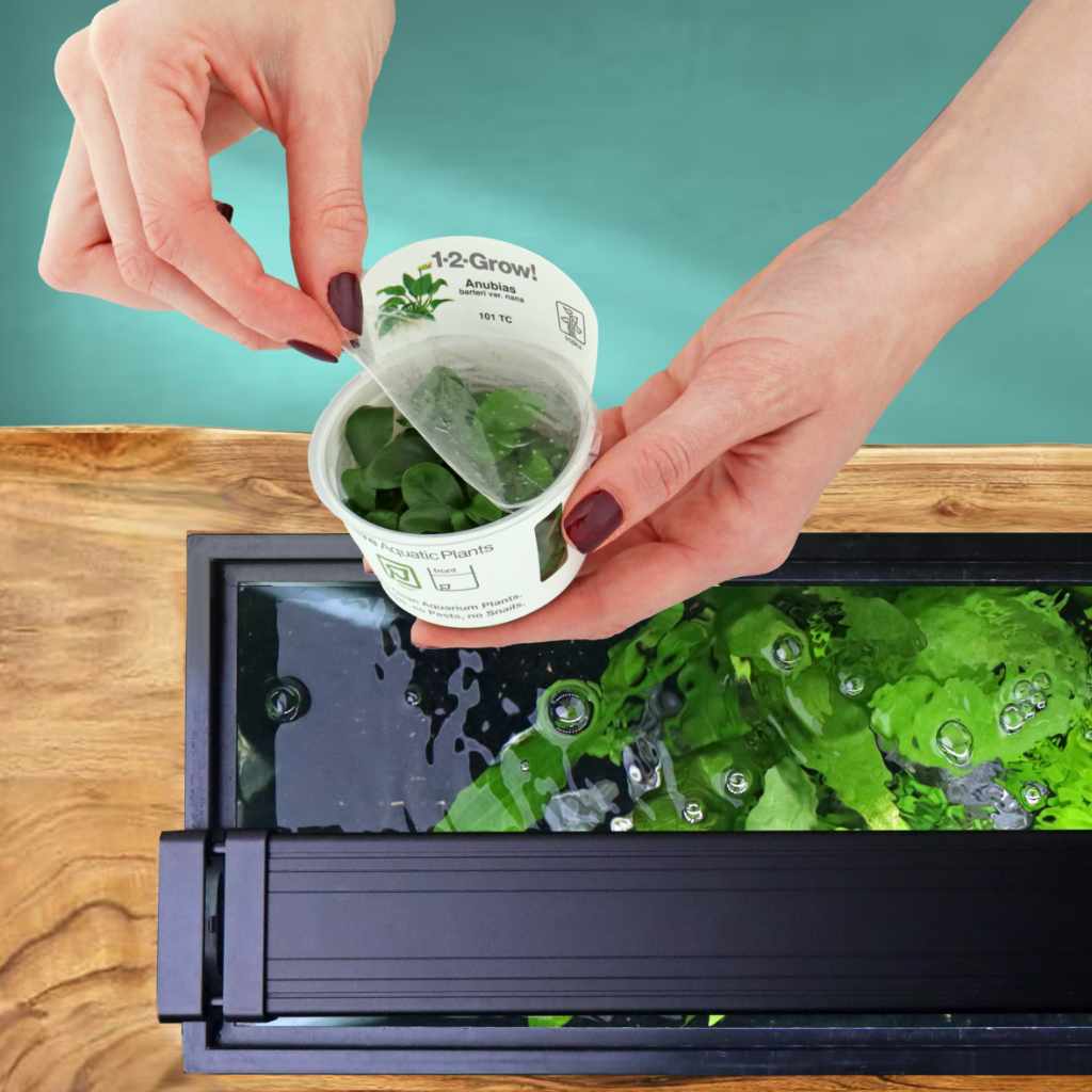 Anubias Barteri Nana Tissue Culture - Aquarium Co - Op