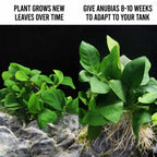 Anubias Barteri Nana Tissue Culture - Aquarium Co - Op