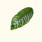 Anubias Coffeefolia - Aquarium Co - Op