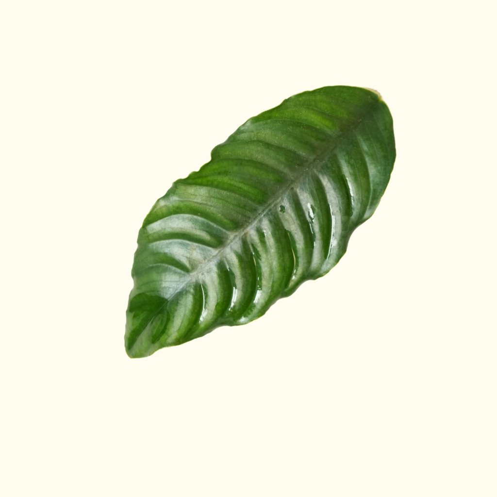 Anubias Coffeefolia - Aquarium Co - Op