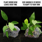 Anubias Hastifolia - Aquarium Co - Op