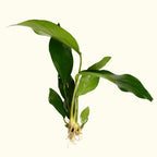 Anubias Hastifolia - Aquarium Co - Op