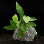 Anubias Hastifolia - Aquarium Co - Op
