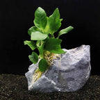 Anubias Nana - Aquarium Co - Op