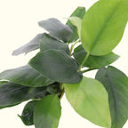 Anubias Nana - Aquarium Co - Op