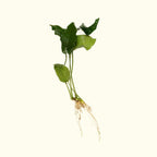 Anubias Nana - Aquarium Co - Op