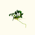 Anubias Nana Petite - Aquarium Co - Op