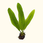 Aponogeton Boivinianus - Aquarium Co - Op