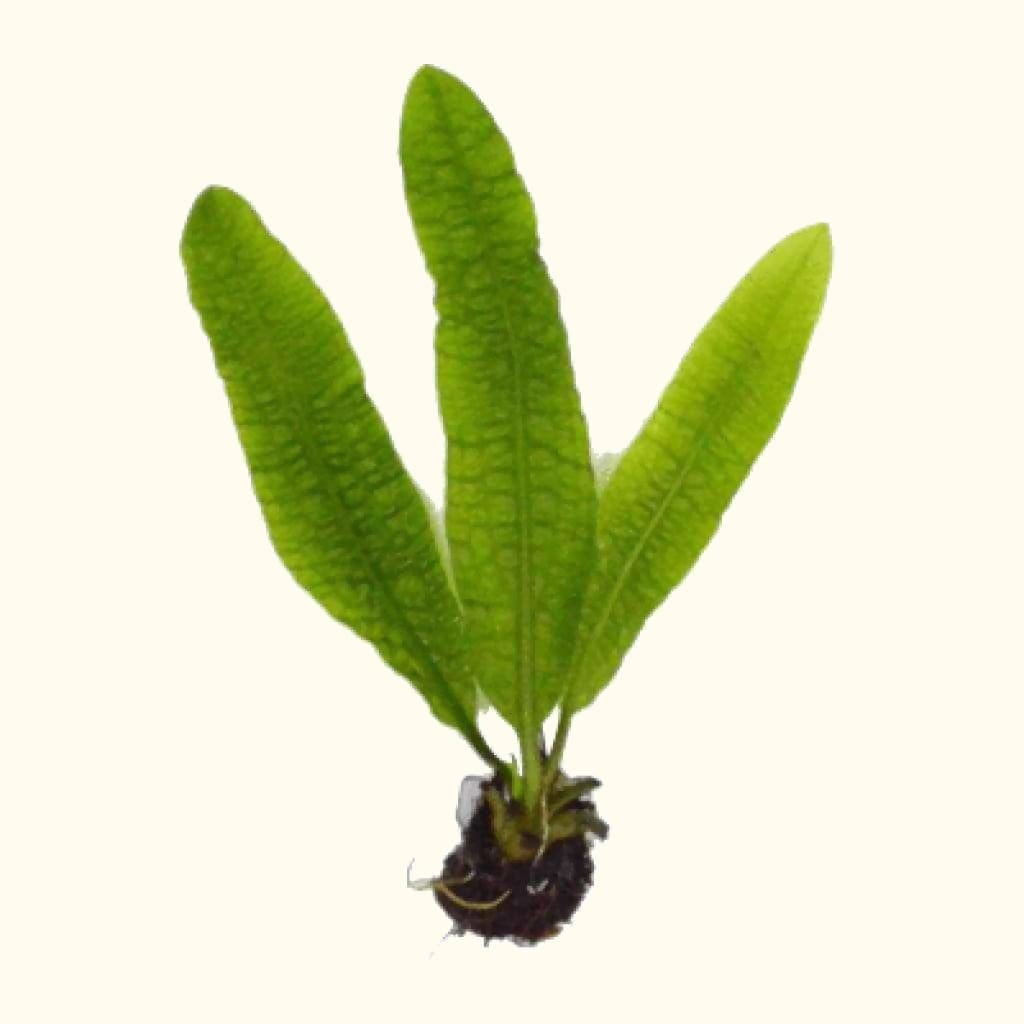 Aponogeton Boivinianus - Aquarium Co - Op
