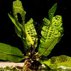 Aponogeton Boivinianus - Aquarium Co - Op