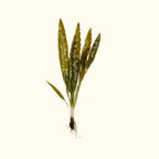 Aponogeton Crispus - Aquarium Co - Op