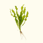 Aponogeton Ulvaceus - Aquarium Co - Op