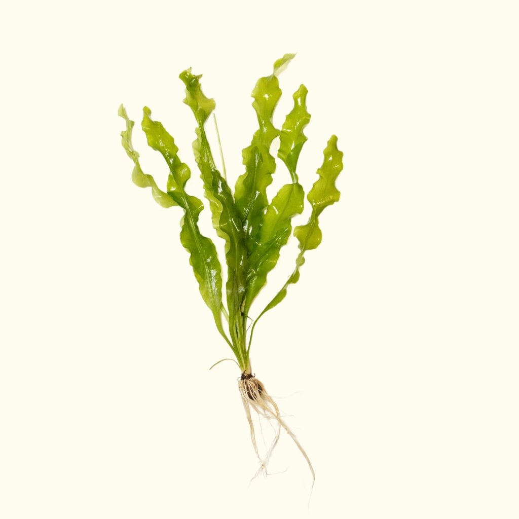 Aponogeton Ulvaceus - Aquarium Co - Op