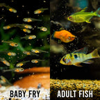 Aquarium Co - Op Brine Shrimp Eggs - Aquarium Co - Op