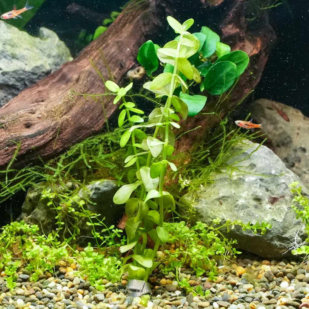 Aquarium Plant Weights - Aquarium Co - Op