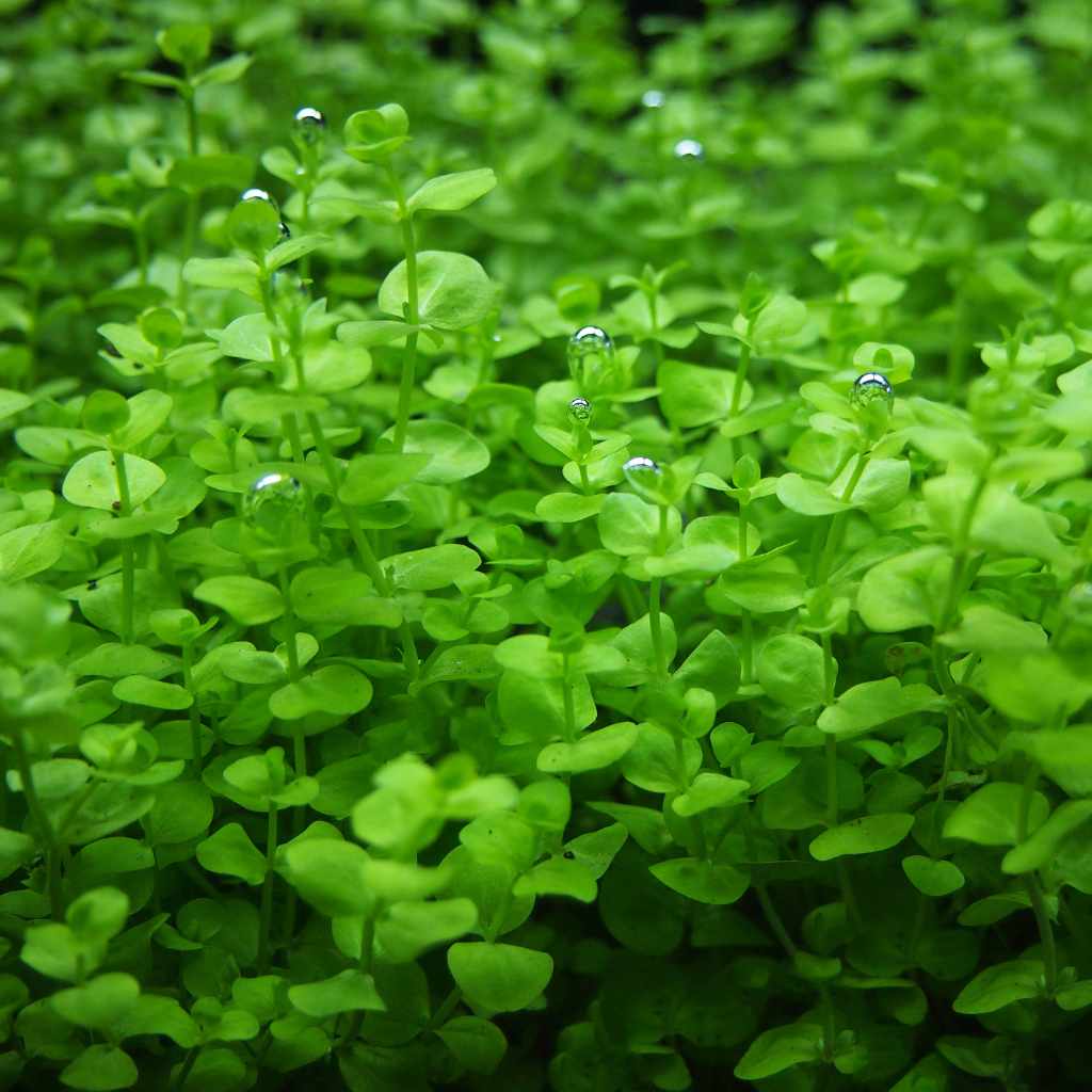 Baby Tears - Aquarium Co - Op