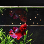 Easy Betta Pellets