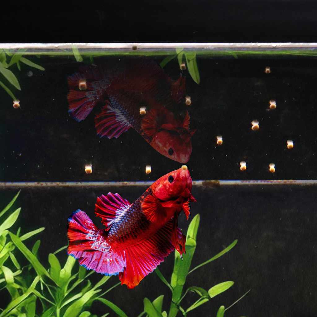 Easy Betta Pellets