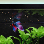 Easy Betta Pellets
