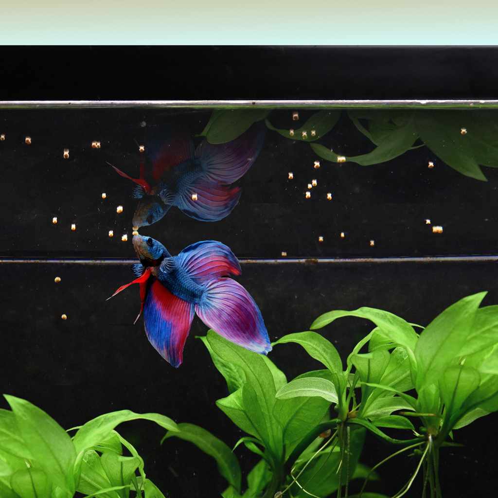 Easy Betta Pellets