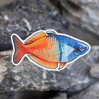 Boesemani Rainbow Decal Sticker - Aquarium Co - Op