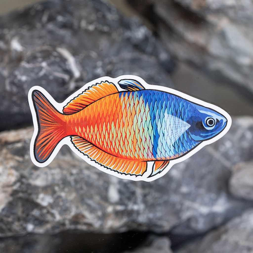 Boesemani Rainbow Decal Sticker - Aquarium Co - Op