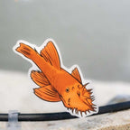 Bristlenose Pleco Decal Sticker - Aquarium Co - Op