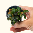 Bucephalandra Black Pearl - Aquarium Co - Op