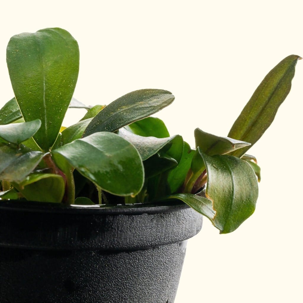 Bucephalandra Black Pearl - Aquarium Co - Op