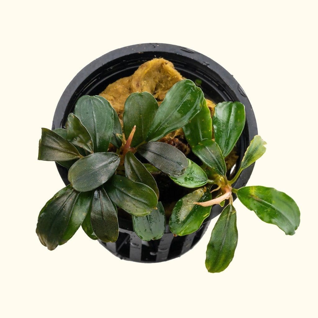 Bucephalandra Black Pearl - Aquarium Co - Op