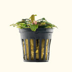Bucephalandra Black Pearl - Aquarium Co - Op