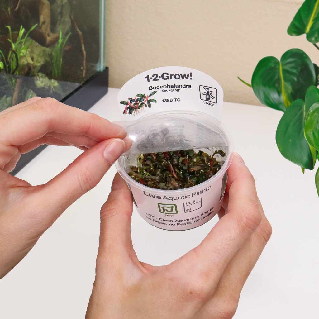 Bucephalandra Kedagang Tissue Culture - Aquarium Co - Op