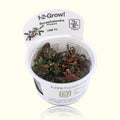 Bucephalandra Kedagang Tissue Culture - Aquarium Co - Op