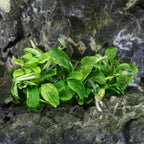 Bucephalandra Pygmaea 'Bukit Kelam' Tissue Culture - Aquarium Co - Op