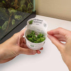 Bucephalandra Pygmaea 'Bukit Kelam' Tissue Culture - Aquarium Co - Op