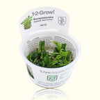 Bucephalandra Pygmaea 'Bukit Kelam' Tissue Culture - Aquarium Co - Op